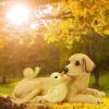 Garden Statue Labrador Figurine Resin Statue with Solar LED Light 14 x 7.5 Inch